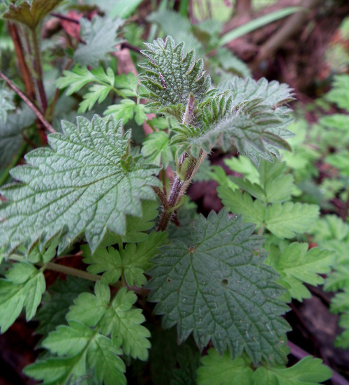 Nettles glorious nettles… foraging tips and delicious recipes