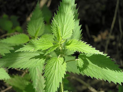 Nettles make a great forage of the month for September