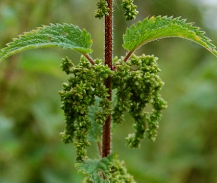 Nettle seeds