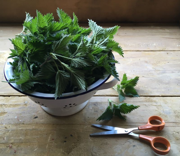April forage of the month : nettles
