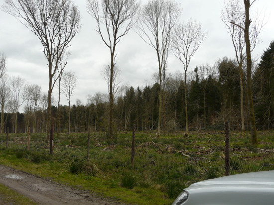 Planting / regeneration site with an ash overstorey.