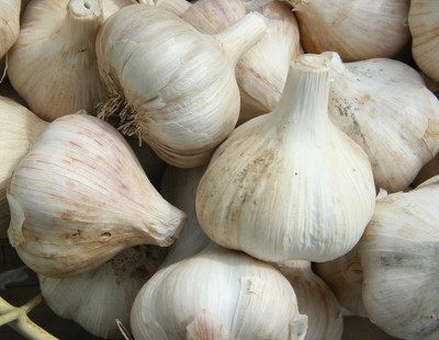 nov-garlic