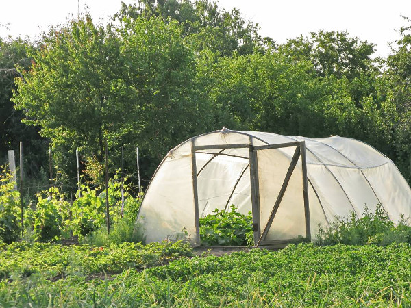 What to sow, plant and harvest in your polytunnel or greenhouse in November