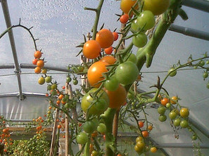 nov-tomatoes