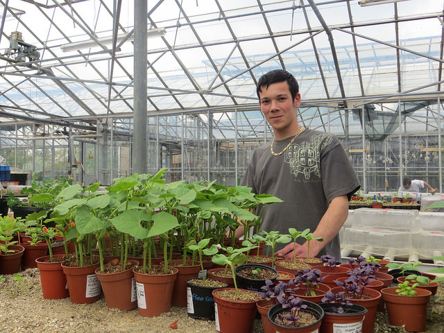 Inside the greenhouse at OrganicLea