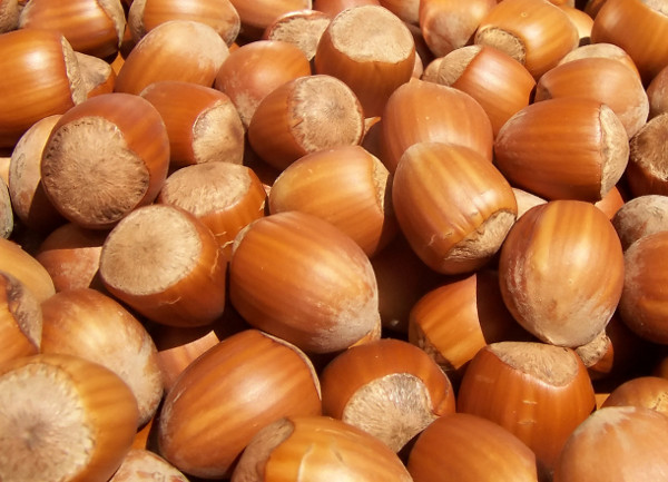 How are store nuts grown