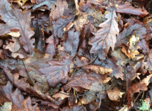Oak or other leaves on the ground can help us identify trees in winter