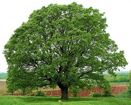 oak-tree