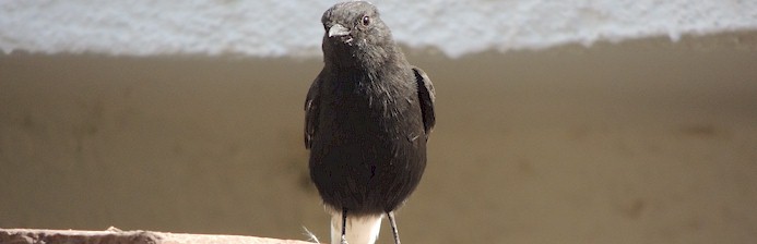 octoberbwheatear