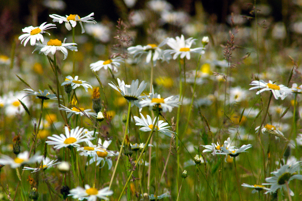 Managing an orchard floor as a wildflower / hay meadow