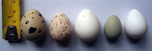 A variety of eggs. The far left is Coturnix, the middle egg is Bobwhite and the smallest grey egg is a chinese painted egg (pic: Midland Quails)