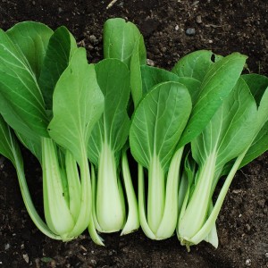 pak-choi