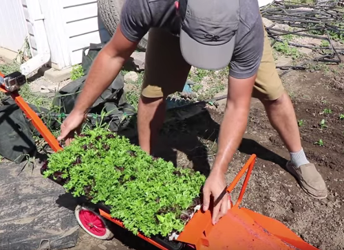Loading pots into the paperpot transplanter