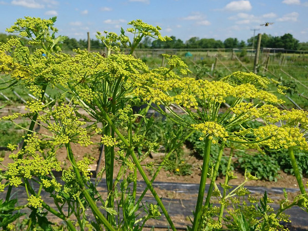 In praise of parsnip flowers and seeds