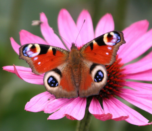 peacock-butterfly