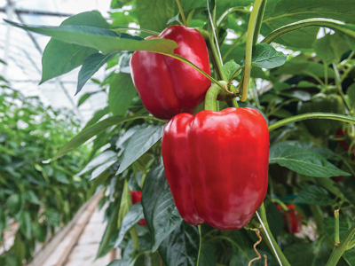 Peppers ripe for picking