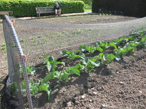 brassicas