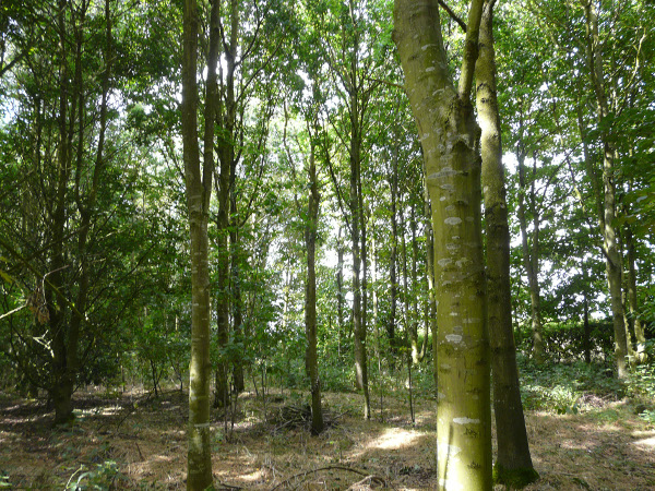 Becoming a woodland owner: an alternative view