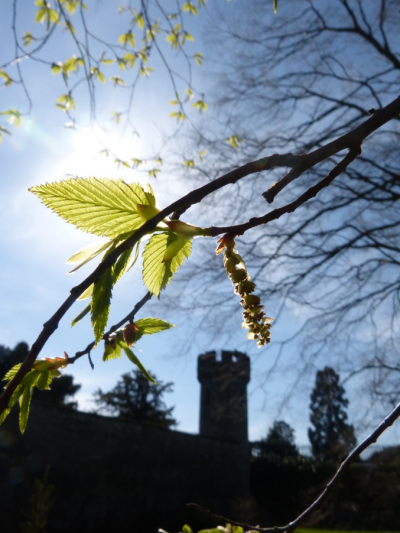 Musings on trees: photosynthesis is a wonder