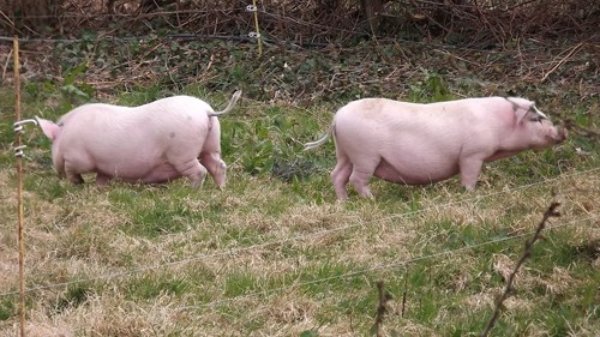 Permaculture pigs: integrating pigs into a permaculture design