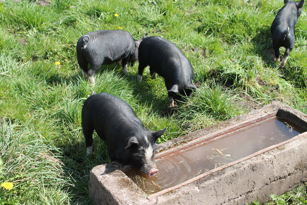 Last year's Berkshire pigs - just because they're cute.