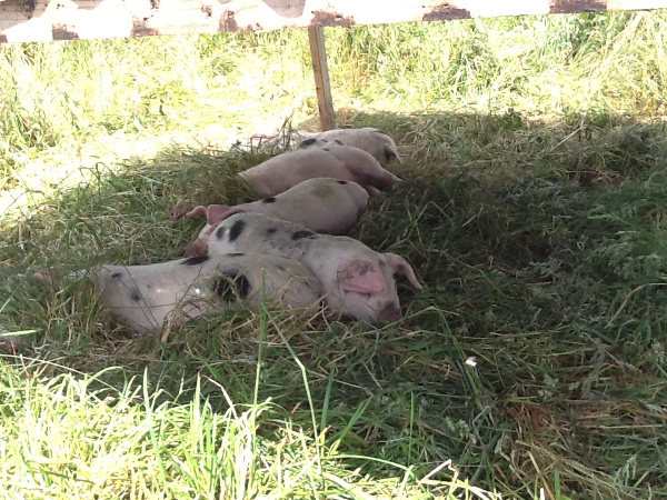 Our pigs lying under their sunshade.