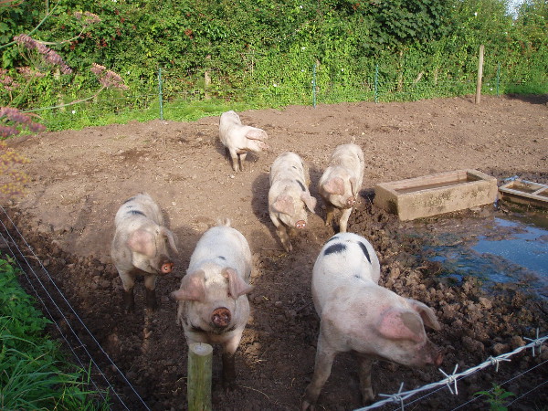 Our latest pigs photographed recently - you can see how they've grown and how they've removed weeds and dug the ground.