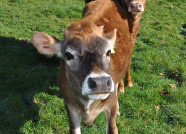 Cow-calf dairying part 8: weaning