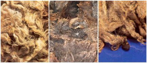 Examples of damaged, matted and claggy fleeces