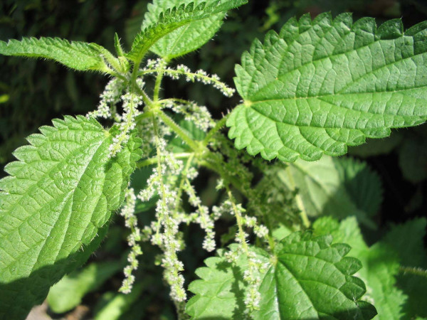 Plant fibres & textiles