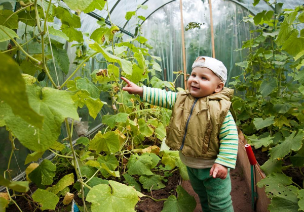 What to sow, plant and harvest in your polytunnel or greenhouse in October