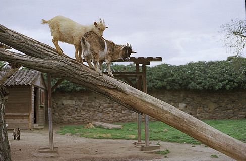 Pygmy goats playing on a climbing structure