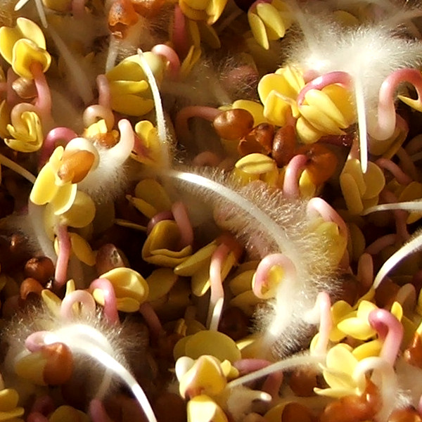 radish fuzzy