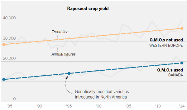 rapeseed-gm