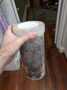 Colonised shiitake mushroom spores in a reusable container