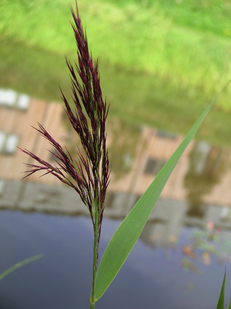 reed-beds-common-reed