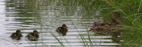 reed-beds-ducks