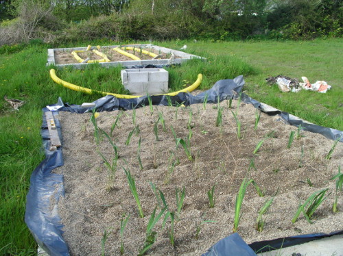 reed-beds-mid-construction