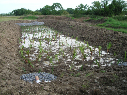 reed-beds-newly-planted-soil-based