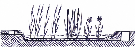 reed-beds-soil-based-constructed-wetland
