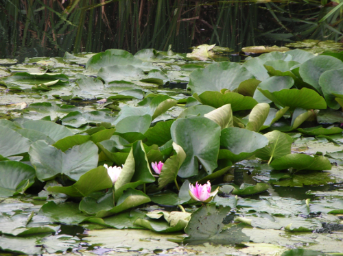 reed-beds-water-lilies