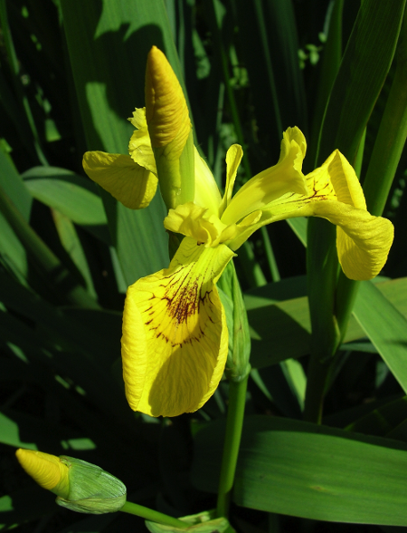 reed-beds-yellow-flag