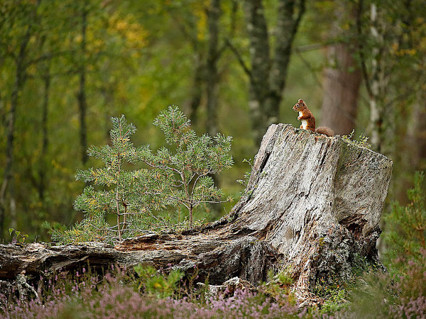 Rewilding or local food production?