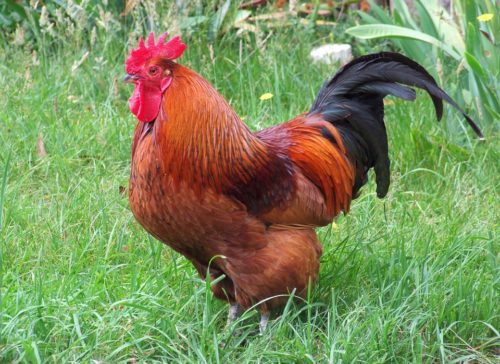 rhode island red