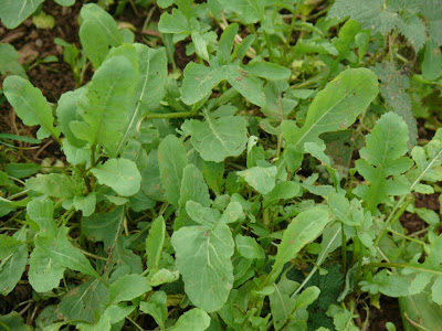 Rocket: one of the greens you may still be able to harvest in your polytunnel or greenhouse in December