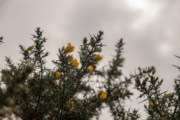 February forage of the month with Ruby Taylor