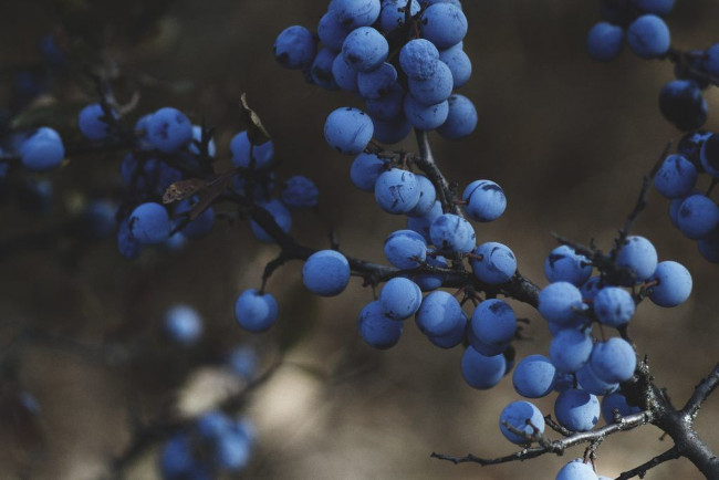 Blueberries : a beginner's guide to foraging