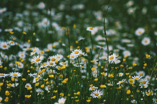 A wildflower meadow as a sustainable alternative to a garden lawn