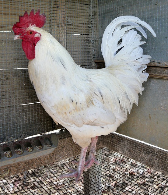 A white Leghorn rooster.