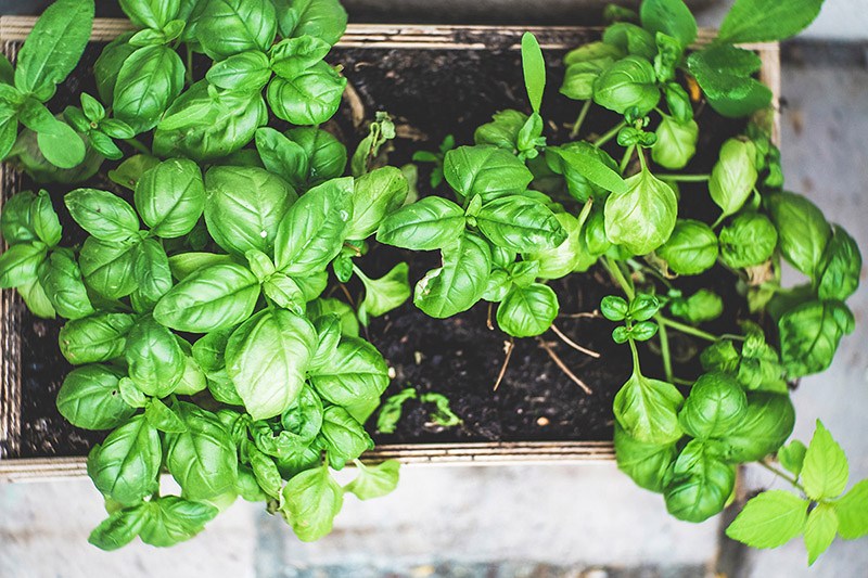 How to start a small garden in your apartment: windowsill herb garden